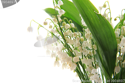 Image of lily of valley