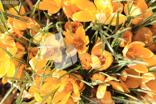 Image of yellow crocus flowers