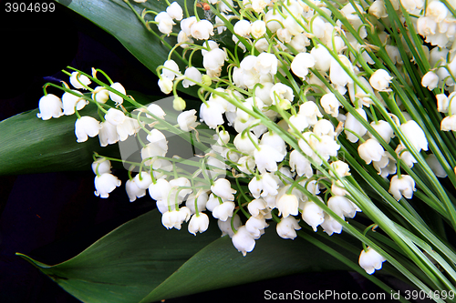 Image of lily of valley