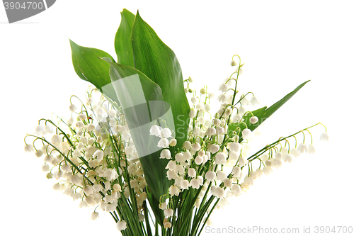 Image of lily of valley