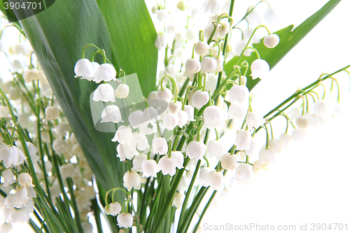 Image of lily of valley