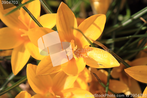 Image of yellow crocus flowers