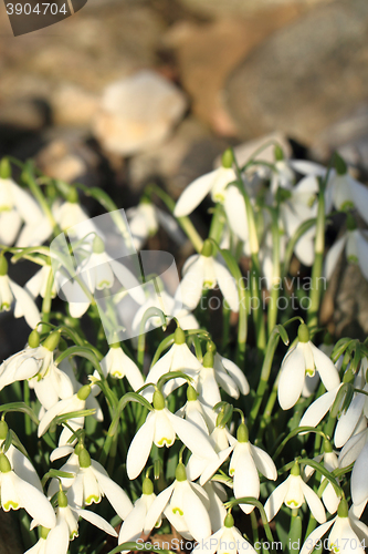 Image of spring snowdrops flowers