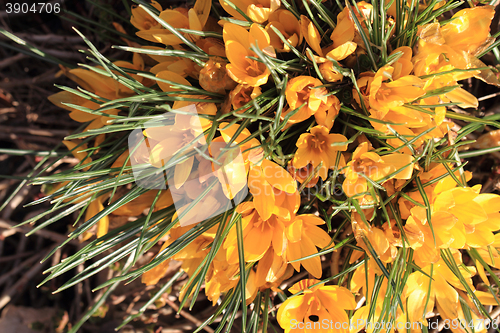 Image of yellow crocus flowers