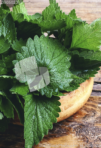 Image of fragrant lemon balm leaves