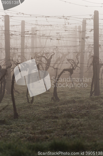 Image of Vineyard in early spring