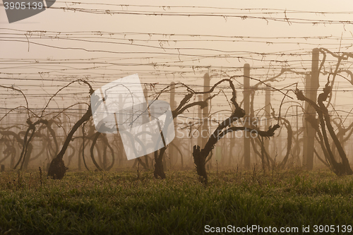 Image of Vineyard in early spring