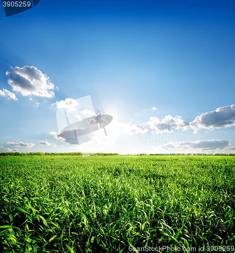 Image of Green spring grass