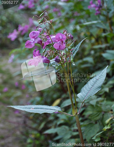 Image of Impatiens glandulifera