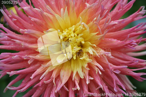 Image of Dahlia