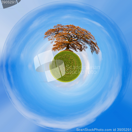 Image of Planet of alone orange autumn tree on a green field