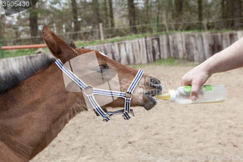 Image of Foals fed