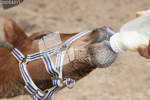 Image of Foal drinking from bottle