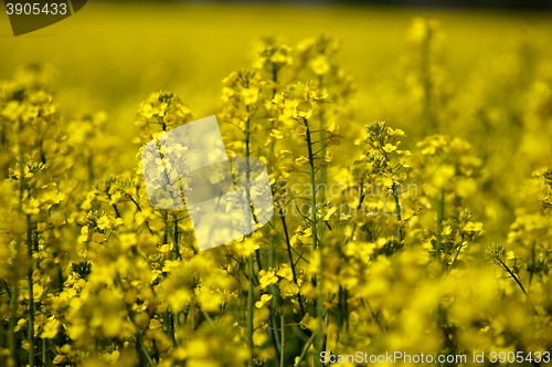 Image of rape field