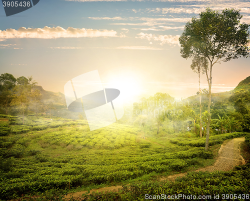 Image of Fog and tea field