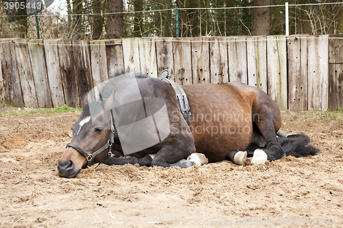 Image of pregnant mare