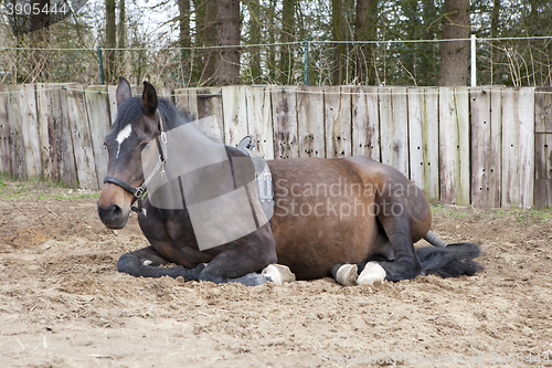 Image of lying mare with Birth Alarm