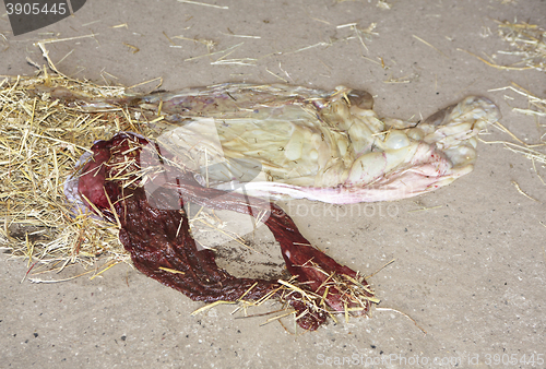 Image of horse afterbirth