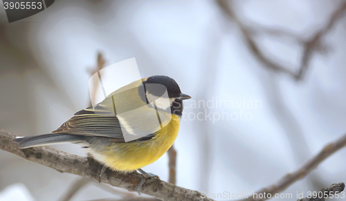 Image of great tit on brunch