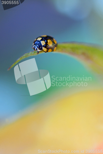 Image of close up of an yellow ladybug