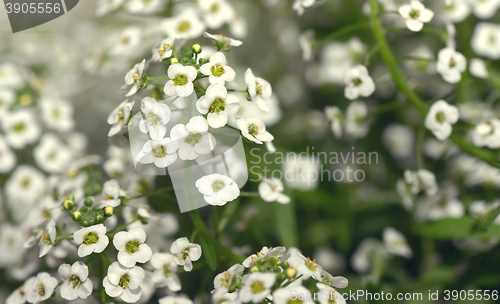 Image of Little white Lobularia Maritima flowers