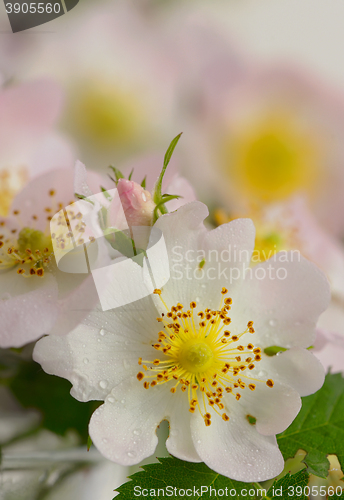 Image of Flowers dog-rose (Rosa canina)