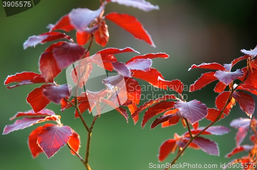 Image of Blutbuche, Fagus sylvatica f. purpurea