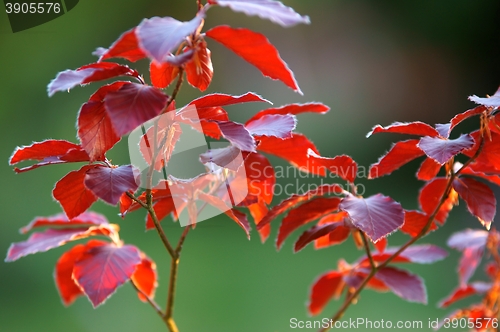 Image of Blutbuche, Fagus sylvatica f. purpurea