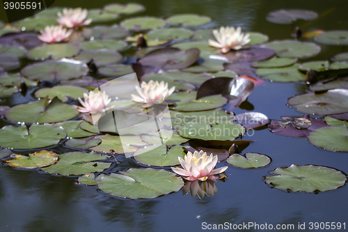 Image of Waterlily lotus on a water