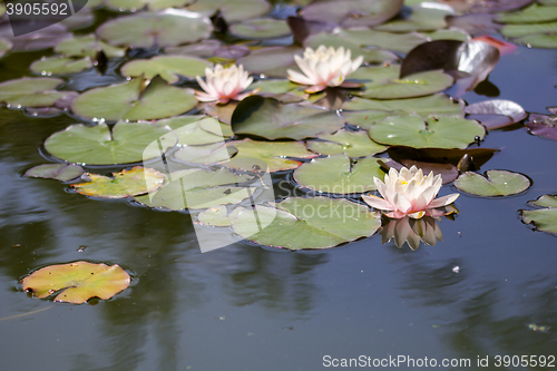 Image of Waterlily lotus on a water