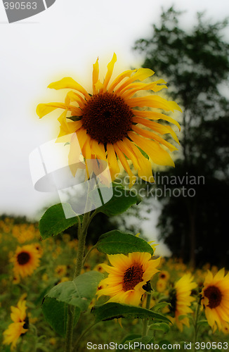 Image of A Sunflower Dares To Stand Out