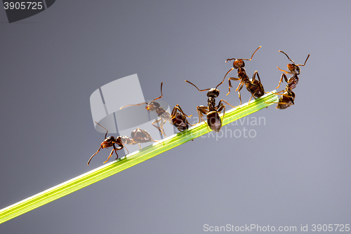 Image of Team of ants.