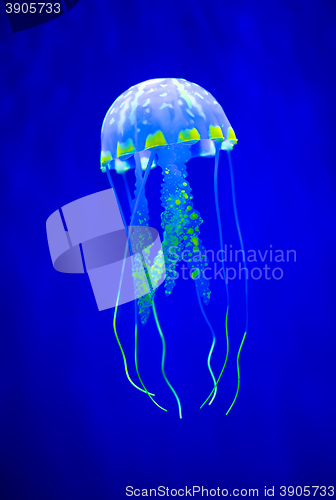 Image of Real jellyfish on a blue background