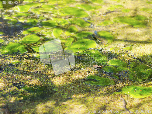 Image of Pond with moss