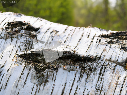 Image of Birch tree background