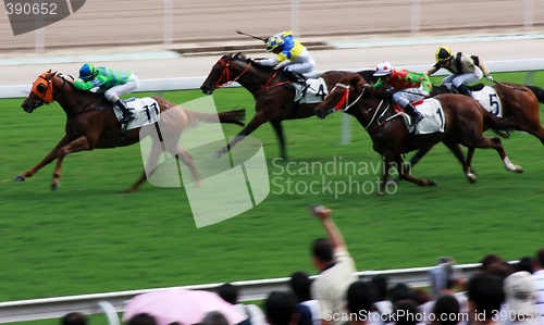 Image of Horse Racing