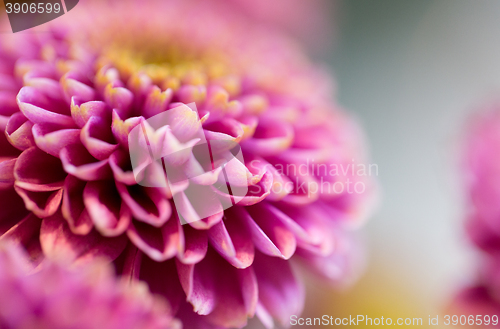 Image of close up of beautiful pink chrysanthemum flowers