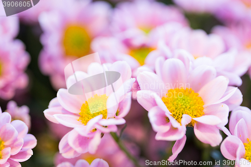 Image of close up of beautiful pink chrysanthemum flowers