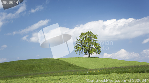 Image of lonely tree on a hill