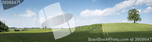 Image of lonely tree on a hill