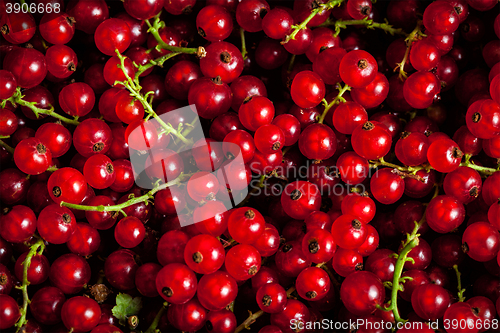 Image of Redcurrant close up