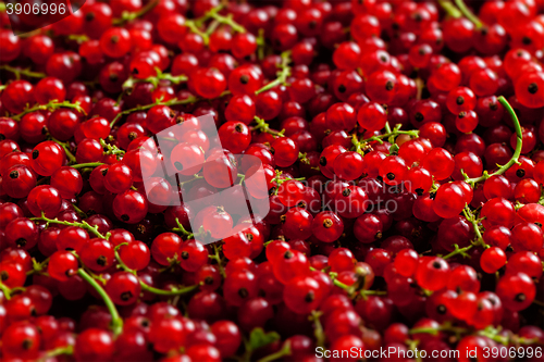 Image of Redcurrant close up