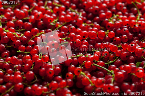 Image of Redcurrant close up