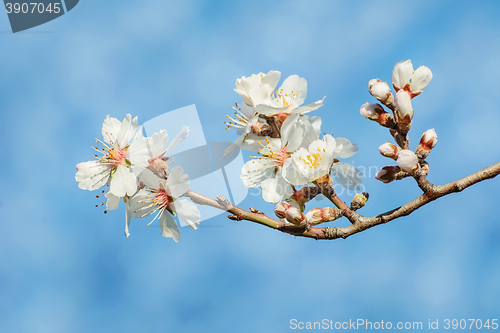 Image of Spring Flowers