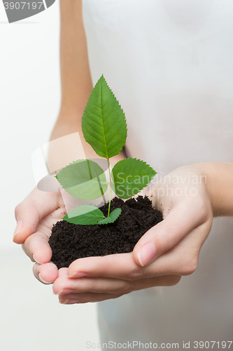 Image of hands holding young plant 