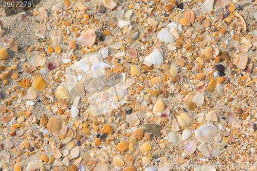 Image of Background of multicolored small seashells lying on the sand of the sea