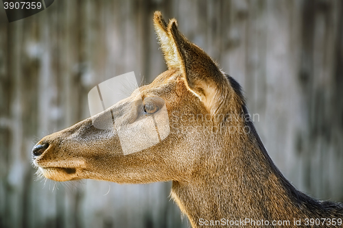 Image of Portrait of Deer