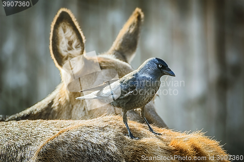 Image of Crow on the Deer