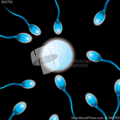 Image of sperm n egg