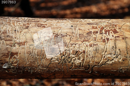 Image of Bark beetle traces